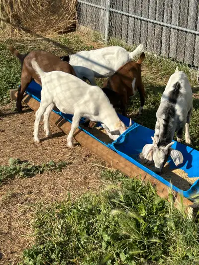 Boer kiko cross and boer saanen cross born from April 21 to may 10 some are off a dairy cross buck s...