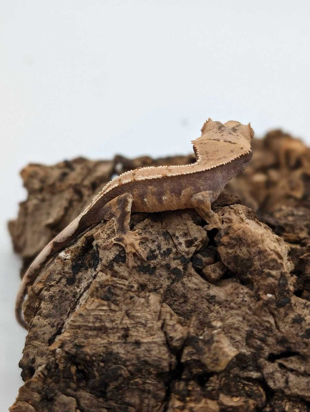 Baby crested gecko in Reptiles & Amphibians for Rehoming in Ottawa - Image 2