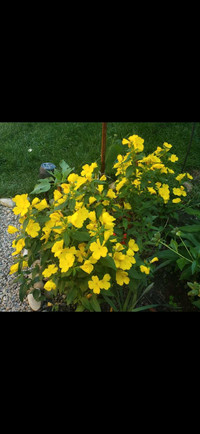 Yellow Common Evening Primrose - Perennial 