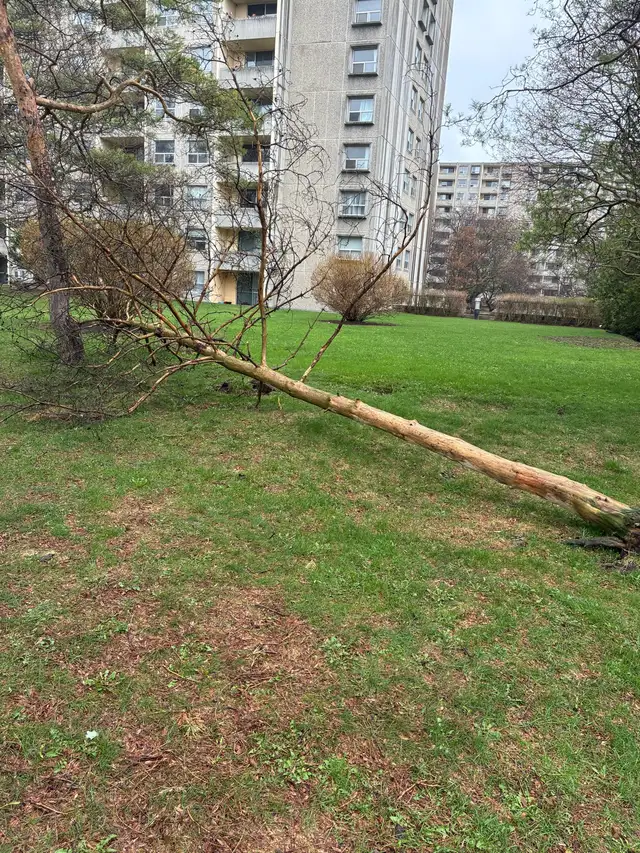     Tree Cutting & Removal & Fallen Tree & Branch Remo432920587236157442