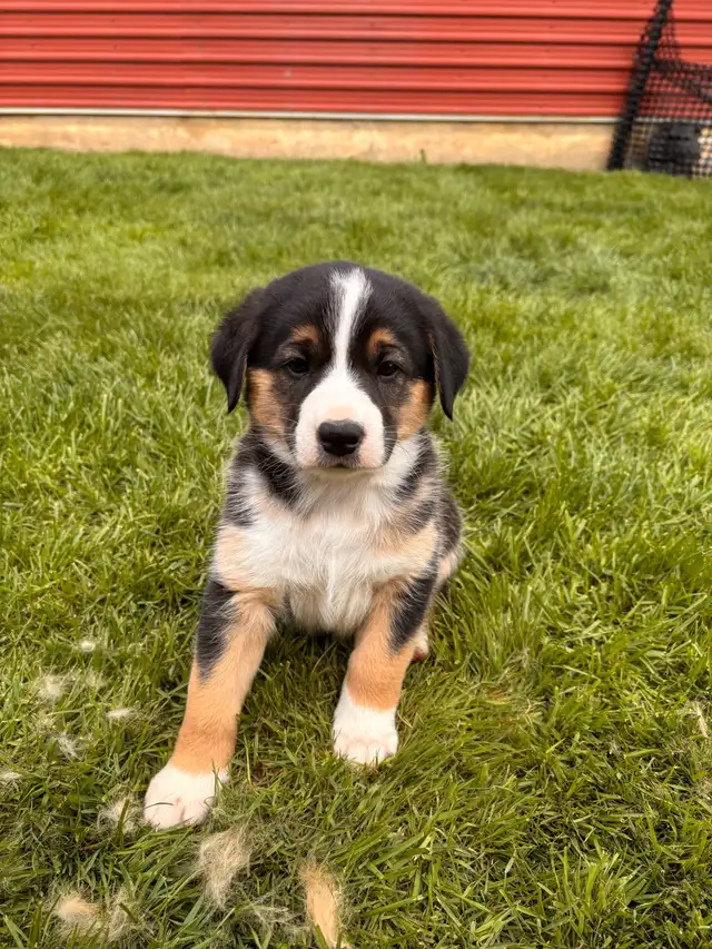 Mixed puppies for sale in Dogs & Puppies for Rehoming in London - Image 3
