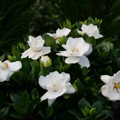 Gardenia jasminoides Plant, View more