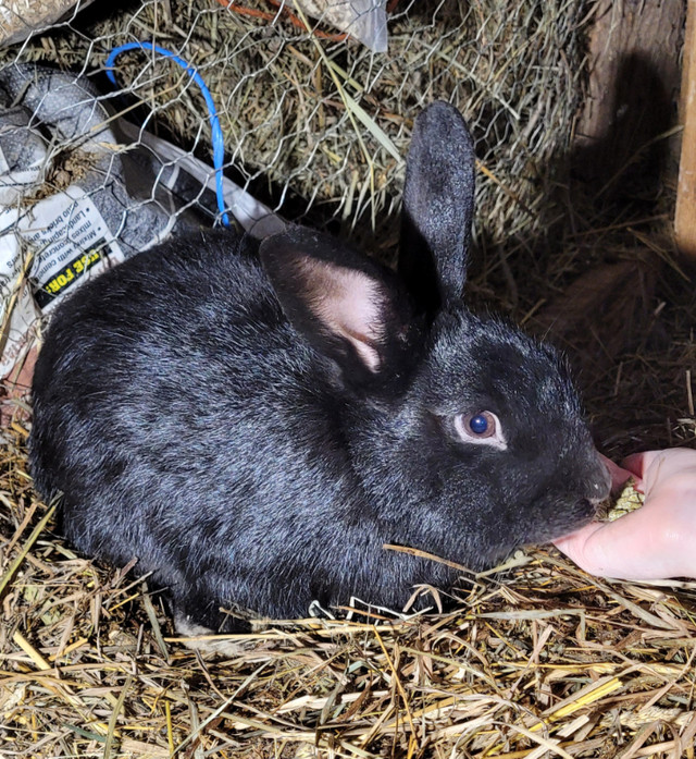Barn bunnies in Small Animals for Rehoming in Peterborough