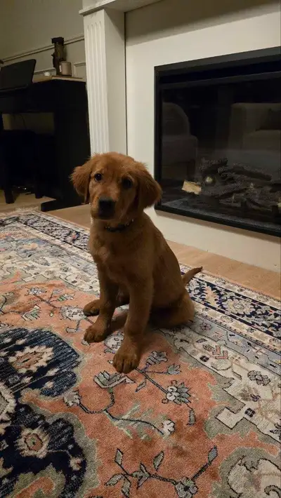 Meet Daisy, a very sweet and playful puppy. She is very comfortable around kids and other people. Re...