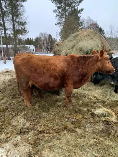 Bred purebred not papered red angus cow. 7 years old. Nice udder easy keeper. Re bred to purebred He...