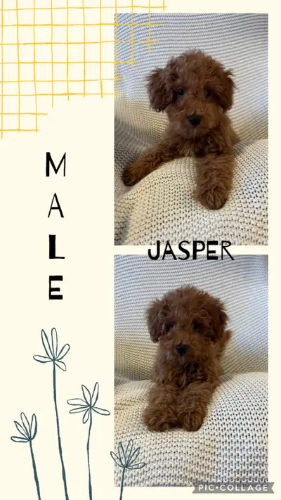 Adorable Cockapoo Puppies for Sale!, View more