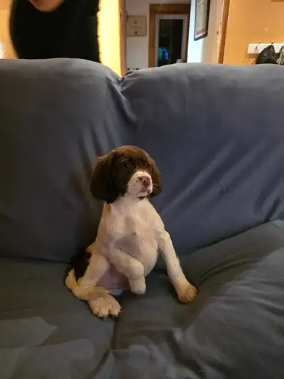 Beautiful English Springer Spaniels, View more