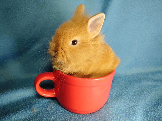 EXTRAORDINARY Netherland dwarf and lionhead baby rabbits | Small ...
