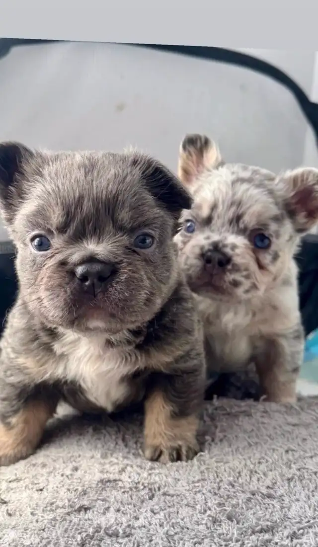 Frenchie Puppies For Sale in Dogs & Puppies for Rehoming in City of Toronto - Image 11