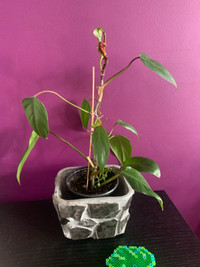 Red Philodendron Anderson plant 