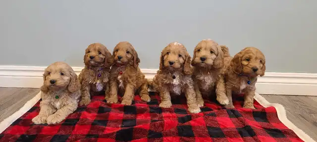 Mini Cockapoo puppies ‼ in Dogs & Puppies for Rehoming in Stratford - Image 8