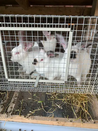 New Zealand/california bunnies, View more