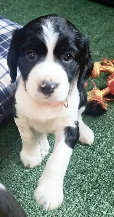 English Springer Spaniel Pups, View more