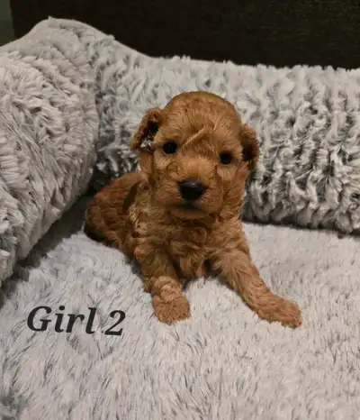 Toy poodle puppies 1 left, View more