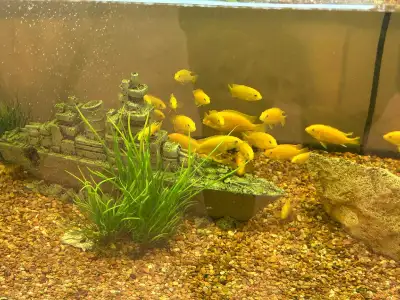 Yellow Lab Cichlids 1.5" in size $5 each