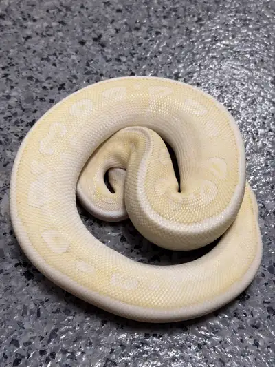 GENE STACKED CLOWN GROUP AVAILABLE, View more