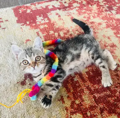 Cutest Scottish Fold Kitten! Super aweet female kitten!, View more