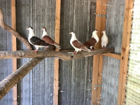 Pigeons de race Afghans Sherazi $50 chacun Victoriaville 