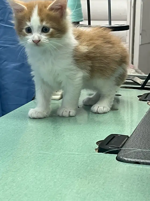 chaton main coon in Cats & Kittens for Rehoming in Laval / North Shore - Image 2