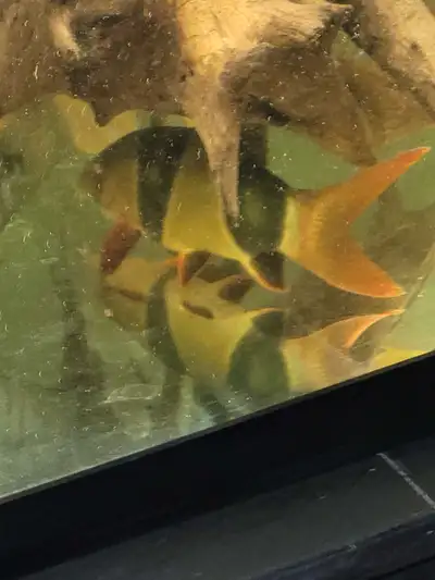 2 Large clown loaches, View more