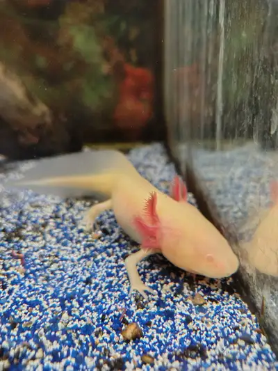 We have some gorgeous axolotls available these guys are juvenile still good size 5 in each very heal...