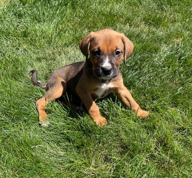 Bernese x Boxer Puppies Dogs & Puppies for Rehoming Chilliwack Kijiji