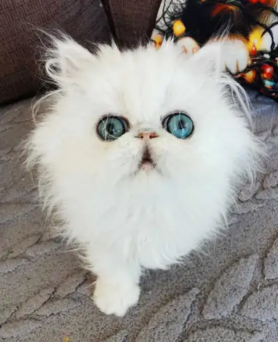 Voilà chez Persan passepoil milliard On a des chatons d'amour qui vous attendent si vous êtes intére...