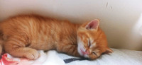 6wks Orange Tabby Kitten ( Available in 2 weeks!) 