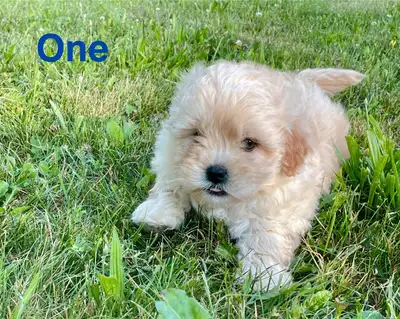 4 Male Shihpoo puppies , View more
