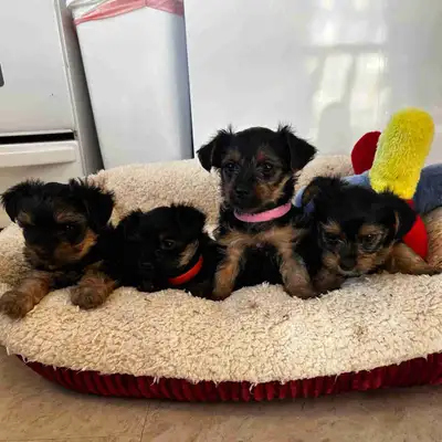 Yorkie Puppies, View more