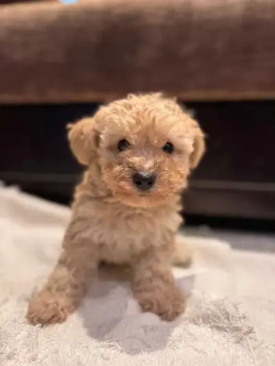 Bichonpoo puppies Looking for a New Home, View more