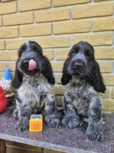 Puppy/chiot Cocker Anglais CKC, View more