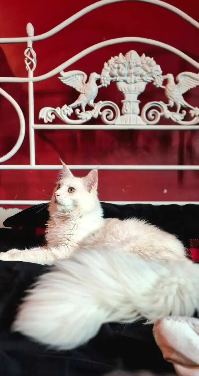 main coon chaton