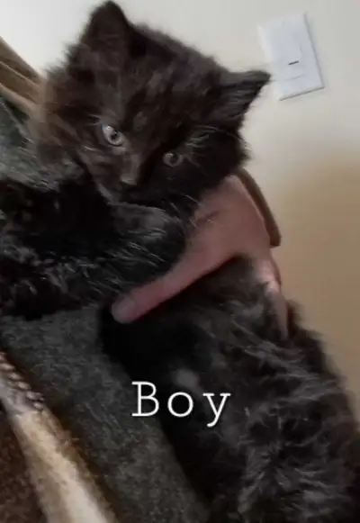 Kittens looking for their forever homes, View more