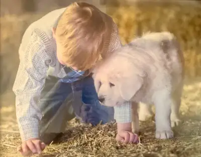 Great Pyrenees Puppies, View more