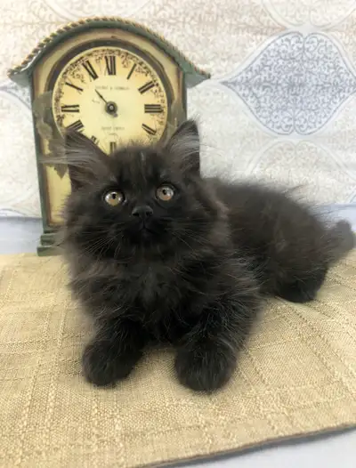 Black Maine Coon Kitten - Are You Looking For A Cuddly Cat?, View more