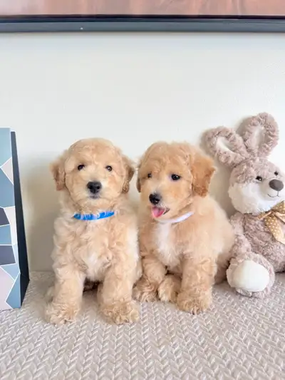 Two Adorable Bichon Poodle Puppies Ready To Go, View more