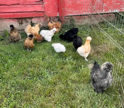 Silkie chicks for sale. Range from 2 weeks to 3 months. $15 for the young chicks, $20 for the older...