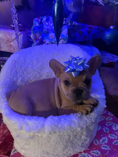 French Bulldog Puppy’s, View more