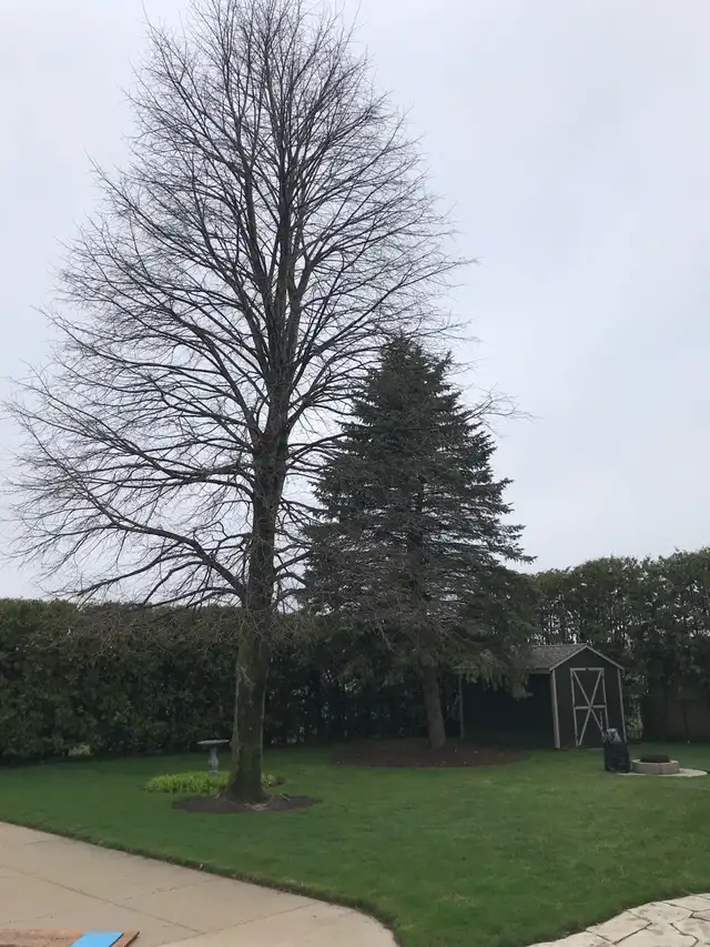 tree trimming and removals / stump grinding 630092665959711223