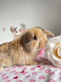 Très mignon | bébé lapin bélier hollandais nain disponible 