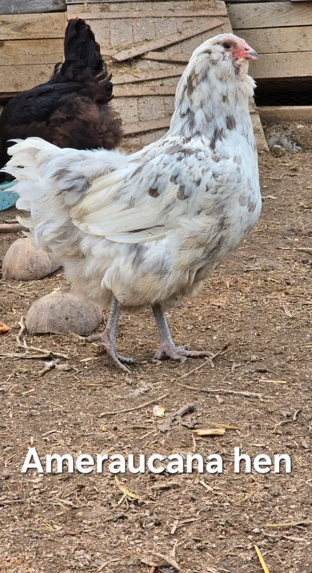 Fertilized eggs in Livestock in Cranbrook - Image 7