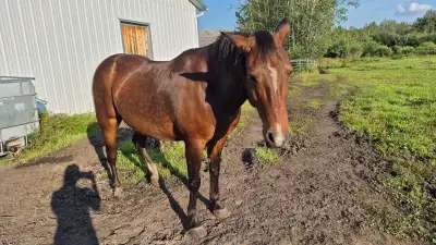 18 Year Old Bay Icelandic-Quarter Horse Gelding, View more