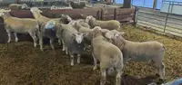 Pure IDF rams ready to breed!