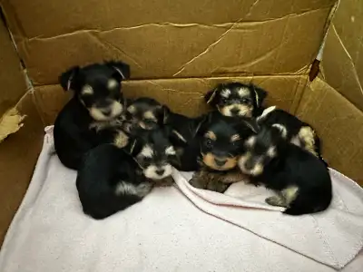 Yorkshire Terrier Puppies, View more