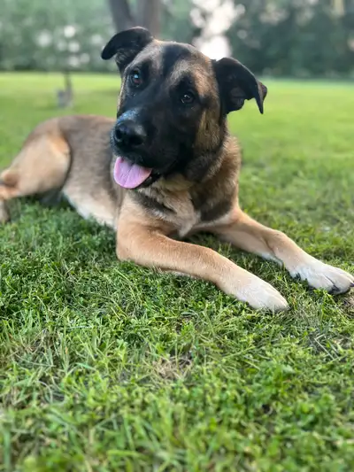 Puppy to good home, View more