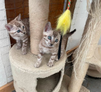 TICA Registered Bengal Kittens for sale