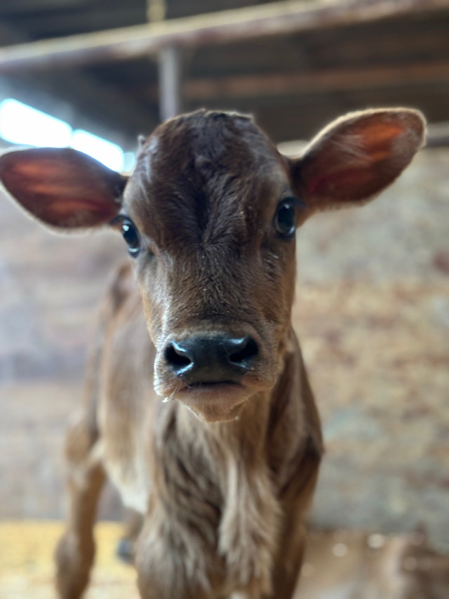 Adorable Pure Jersey Hiefer calf in Other in Chilliwack - Image 2