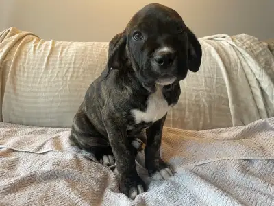 FILA BRASILEIRO X PRESA CANARIO Brazilian Mastiff Pups , View more