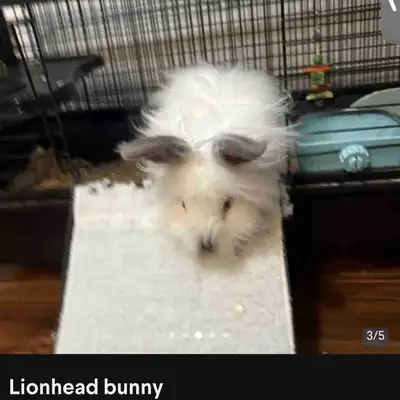 rabbit lion head, View more